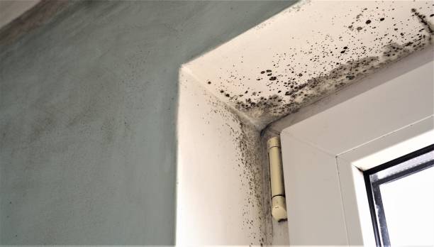 Best Real Estate Mold Inspection  in Greensboro, GA