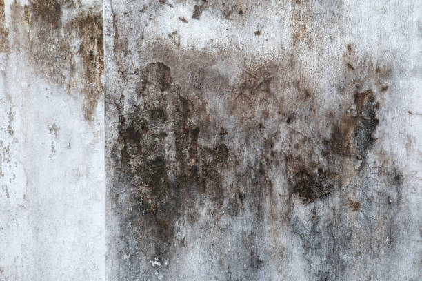 Biohazard Mold Removal in Greensboro, GA