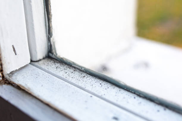 Best Biohazard Mold Removal  in Greensboro, GA