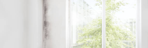 Best Mold Removal for HVAC Installations  in Greensboro, GA