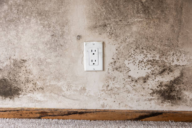 Best Crawl Space Mold Remediation  in Greensboro, GA