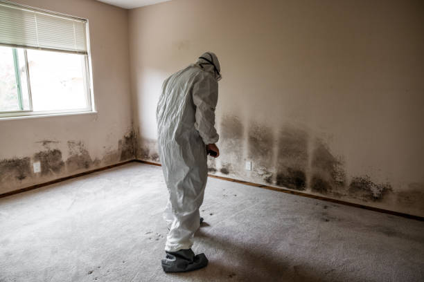 Best Basement Mold Removal  in Greensboro, GA