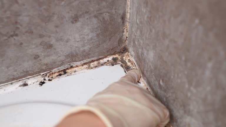 Best Asbestos and Lead Testing During Mold Inspection  in Greensboro, GA